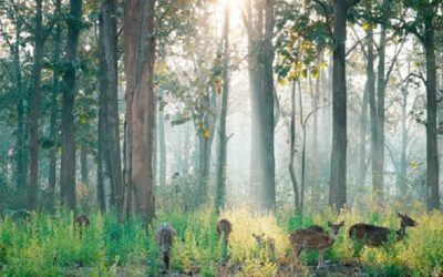 Kabini National Park